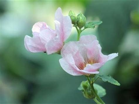 芙蓉養殖|如何栽種和養護芙蓉樹